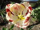 TBV Tulip_Lalea (2010, April 26)
