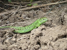 Lacerta viridis (2010, May 08)