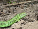 Lacerta viridis (2010, May 08)