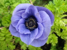 Anemone Mr. Fokker (2010, May 19)