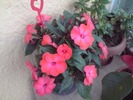 impatiens