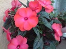 impatiens