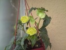 begonia pendula yellow