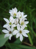 White Triplet Lily (2010, May 20)