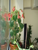KOHLERIA
