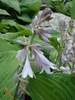 Hosta Flowers (2009, July 01)