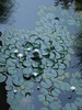 Waterlily_Nymphea_Nufar (2009, July 02)