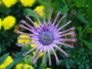 Spoon Daisy_Osteospermum (09, Jul.02)