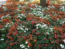 Impatiens (2009, July 02)