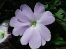 Lilac Impatiens (2009, July 02)
