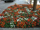 Impatiens (2009, July 02)