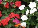 Impatiens (2009, July 02)