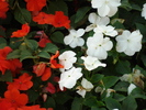 Impatiens (2009, July 02)