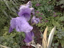 IRIS VARIEGAT