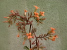 KALANCHOE