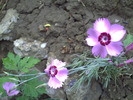PICT0039