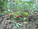 PICT0036