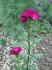 PICT0033