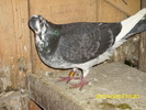 cuca van bel ro 06 184321