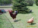 ferma fazani-gaini michigan