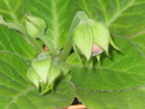 gloxi rosie de la Elipopa