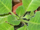 SDC12855