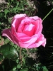 roz pal