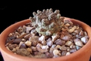 Euphorbia suppressa