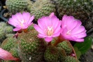 Rebutia perplexa