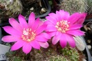 Rebutia violaciflora