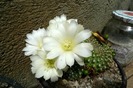 Rebutia kariusiana flori albe