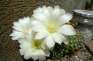 Rebutia kariusiana flori albe