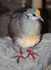 290px-Yellow-breasted_Ground-dove_02