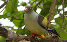 300px-African_Green-Pigeon_(Treron_calvus)