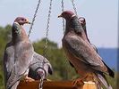 300px-Band-tailed_Pigeons