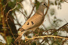 300px-Blackbilledwooddove
