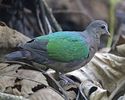 300px-Emerald_Dove_(Chalcophaps_indica_indica)