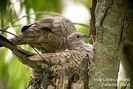 300px-Inca_Doves_nesting