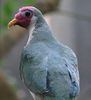 300px-Jambu_001