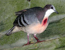300px-Luzon.bleeding.heart.dove.arp