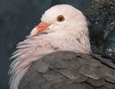 300px-Pink_Pigeon_Image_004