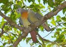 300px-Pink-necked_Green_Pigeon