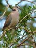 300px-Ring-necked-Dove-Masai-Mara