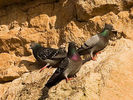 300px-Rock_pigeons_on_cliffs