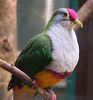 300px-Rotkappen-Fruchttaube_Ptilinopus_pulchellus090501_We_267