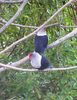 300px-Seychelles_Blue_Pigeon