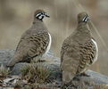 300px-Squatter_Pigeons_Cement_Mills
