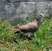 300px-Streptopelia_bitorquata_-Saipan-8