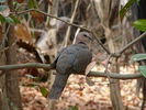 300px-Streptopelia_semitorquata_0005