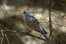 300px-Streptopelia_turtur_on_a_branch